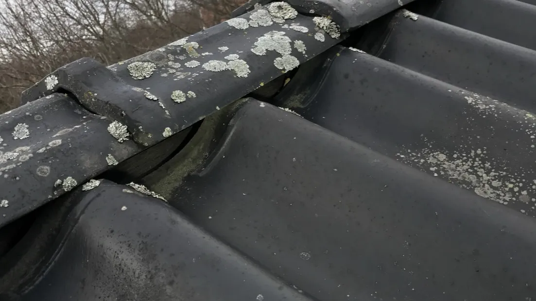 Närbild på ett gammalt tegeltak i Djursholm med lav på pannorna och en glipa under nockpannorna, en typisk plats där vatten tränger in